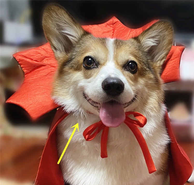 Costume Halloween Chien & Chat – Cape Vampire Déguisez Votre Animal